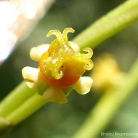 Agrostistachys borneensis Becc.